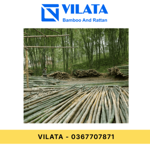 Cây Luồng | Tre Luồng