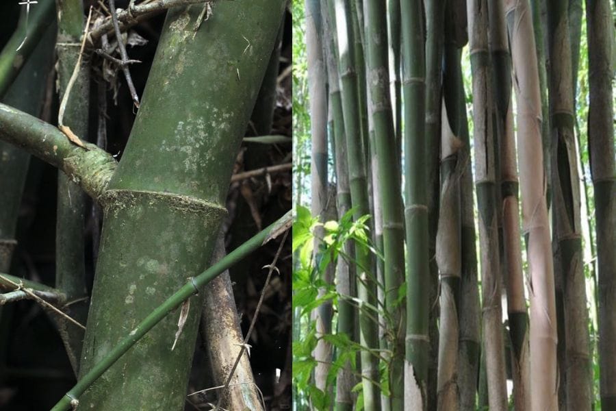 tre gai va tre tam vong