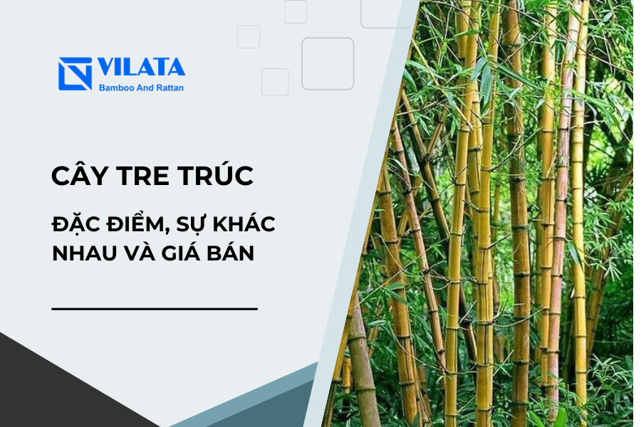 Tất tần tật về cây tre trúc: Đặc điểm, sự khác nhau và giá bán