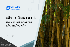 cay luong la gi