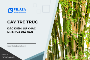 cay tre truc